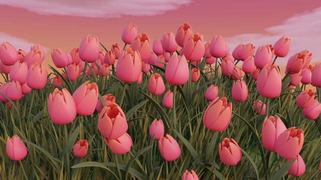 Tulips Flowers