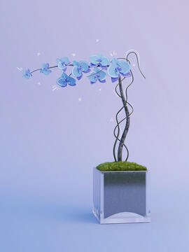 Orchid Flower