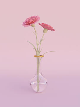 Carnation Flower